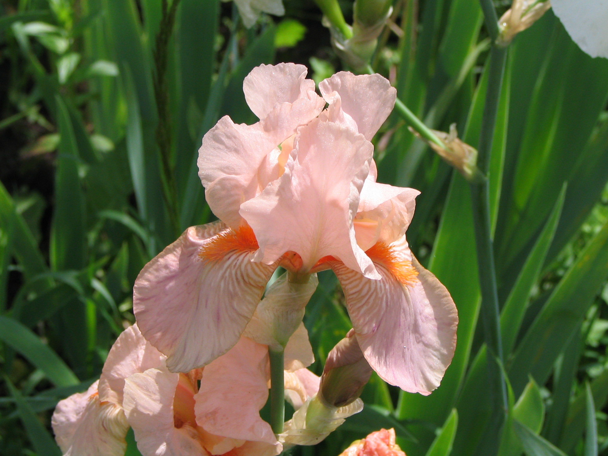 Iris germanica 'Party Dress'